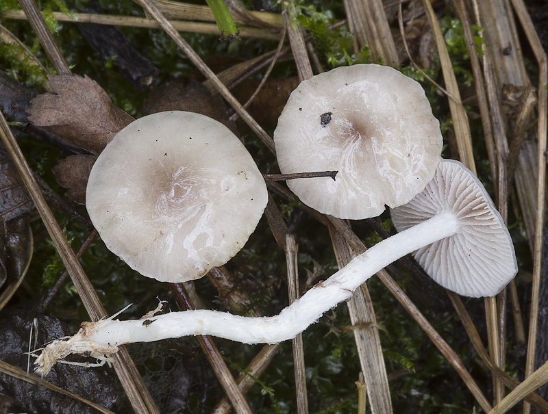 Stropharia inuncta